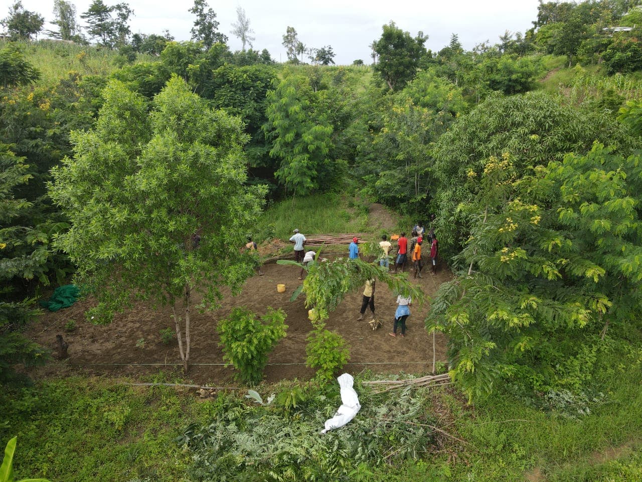 Mangrove Forest Aerial View